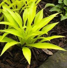 Yellow 4 Hosta Wiggles and Squiggles Live Plants Flowers Perennial Starter root bulb rhizome