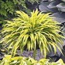1 Hosta Wiggles and Squiggles Live Plants Flowers Perennial Starter Root Bulb Rhizome