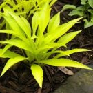 Live Plants Flowers Perennial Starter Root Bulb Rhizome 2 Hosta Wiggles and Squiggles