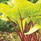 2 Live Plant Perennial mature Root Bulb Rhizome Hosta Fire Island