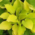 Rhizome Hosta Fire Island 4 Live Plant Perennial mature Root Bulb