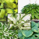 Hosta Rhizome Mixture Colors Contrast Live Plants Perennial Mature Root Bulb 40 Mixed