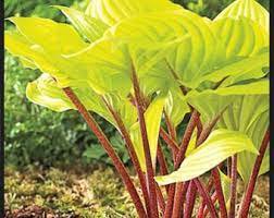 Perennial mature root bulb rhizome Yellow Green Leaves with Red Stems 6 Hosta Fire Island Live Plant