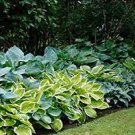 Perennial mature root bulb rhizome Mixture 10 Mixed Hosta Live Plants For Garden