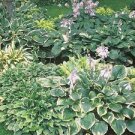 Perennial mature root bulb rhizome Mixture 20 Mixed Hosta Live Plants For Garden