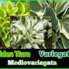 Golden Tiara Live Plants Perennial Root Bulb Rhizome 2Pcs Hostas Mediovariegata
