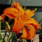 Lily Flower Fan Live Plant Perennial Daylily Orange Double 20 Kwanzo Daylilies