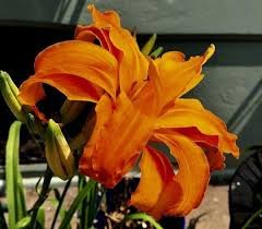 Lily Flower Fan Live Plant Perennial Daylily Orange Double 20 Kwanzo Daylilies