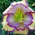 Live Plant Rare Lily Flower 2 Daylily Peggy Imrie Perennial Flowers
