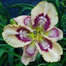 Imrie Perennial Flowers Live Plant Rare Lily Flower 4 Daylily Peggy