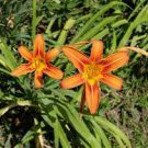 8 Pack Clump Live Plant Orange Daylily Original Tiger Lilies aka Ditch Lilies