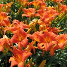 Original Tiger Lilies aka Ditch Lilies 16 Pack Clump Live Plant Orange Daylily