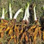 Original Tiger Lilies aka Ditch Lilies 16 Pack Clump Live Plant Orange Daylily