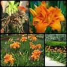 Orange Double Daylily Lily 1 Flower Fan Live Flowers Plant Perennial Kwanso