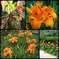 Orange Double Daylily Lily 1 Flower Fan Live Flowers Plant Perennial Kwanso
