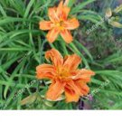 Flowers Plant Perennial Kwanso Orange Double Daylily Lily 2 Flower Fan Live