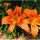 Daylily Lily 4 Flower Fan Live Plant Flowers Plant Perennial Kwanso Orange Double