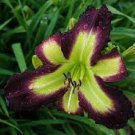 1Pcs Daylily Money Maker Perennial Flowers Live Plant Rare Lily Flower