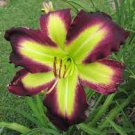 Flowers Live Plant Rare Lily Flower 2Pcs Daylily Money Maker Perennial
