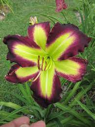 Flowers Live Plant Rare Lily Flower 2Pcs Daylily Money Maker Perennial