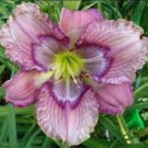 Live Plant Perennial Psychedelicious Daylily Lily Flower 4 Fan Rebloomer