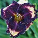 1 Daylily Different Dimension Live Plant Outstanding Beautiful Pattern
