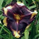 Flower 2 Daylily Different Dimension Live Plant Outstanding Beautiful Pattern