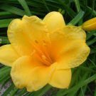 3 Fan Clump Stella D'oro Daylily Tiger Lilies Clump Live Plant Bulb Rhizome Yellow Gold Flowers