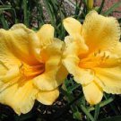 Live Plant Outstanding Teeth Bitone Gold Red 2 Daylily Simplicity In Motion
