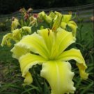 Gold Red 1 Daylily Simplicity In Motion Live Plant Outstanding Teeth Bitone