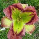 Live Plant Eyes Pattern Rose Elegant Colors Flowers 1 Daylily Malachite Sunbird