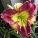 Rose Elegant Colors Flowers 4 Daylily Malachite Sunbird Live Plant Eyes Pattern