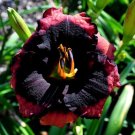 Flowers Live Plant Rare 1 Daylily Last Mohican Perennial