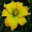 1 Daylily The Green Mile Perennial Flowers Live Plant Rare Lily Flower