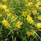 Flowers Live Plant Rare Lily Flower 2 Daylily The Green Mile Perennial