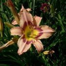 Flower Daylily Butterfly Whimsy Perennia 2 Flowers Live Plant Rare Lily