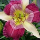 1 Daylily Miss Vera Carp Perennial Flowers Live Plant Rare Lily Flower