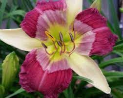Flowers Live Plant Rare Lily Flower 2 Daylily Miss Vera Carp Perennial