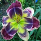 1 Flowers Live Plant Rare Lily Flower Daylily Robinson Perennial