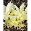 1 Hosta White Feather Live Plant Perennial Root Bulb Rhizome