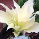 Live Plant Perennial Root Bulb Rhizome 2 Hosta White Feather
