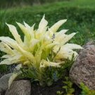 Root Bulb Rhizome 4 Hosta White Feather Live Plant Perennial