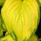 1 Root Bulb Rhizome Hosta Stained Glass Full Sun Live Plant Perennial