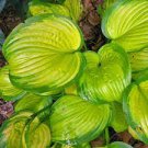 Stained Glass Full Sun Live Plant Perennial 2 Root Bulb Rhizome Hosta