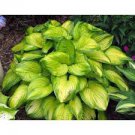 Live Plant Perennial 4 Root Bulb Rhizome Hosta Stained Glass Full Sun