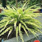 1 Hosta Wiggles and Squiggles Live Plants Flowers Perennial Starter root bulb rhizome