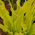 Live Plants Flowers Perennial Starter root bulb rhizome 2 Hosta Wiggles and Squiggles