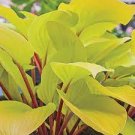 1 Hosta Fire Island Live Plant Perennial mature root bulb rhizome Yellow Green Leaves with Red Stems