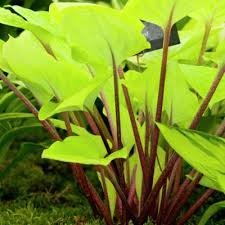 Perennial mature root bulb rhizome Yellow Green Leaves with Red Stems 2 Hosta Fire Island Live Plant