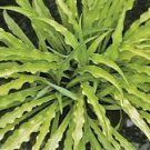 Perennial mature root bulb rhizome Wiggly Leaf 2 Hosta Curly Fries live plant